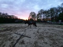 Willi beim Longieren im Sonnenuntergang